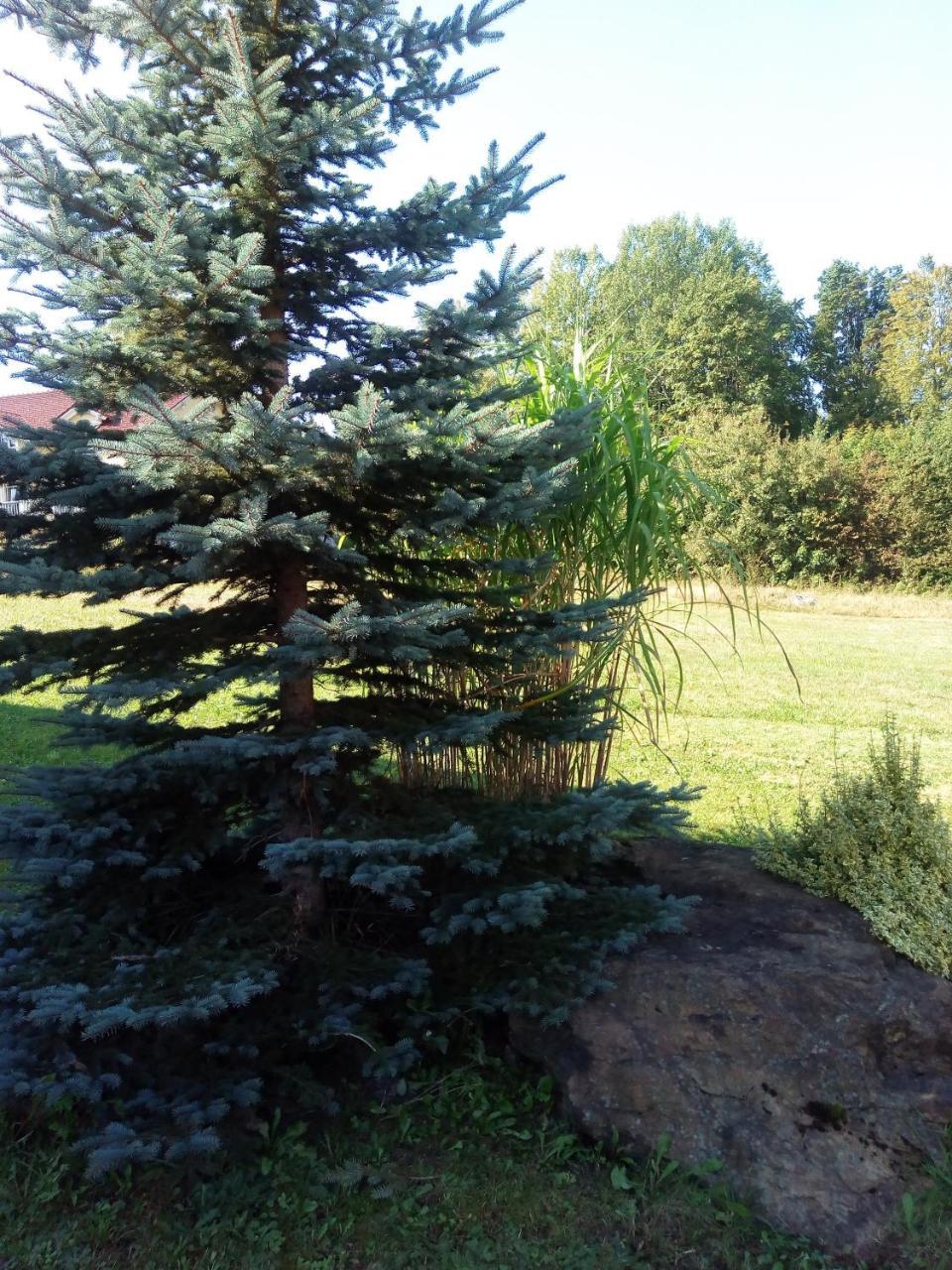 Waldblick Spiegelau